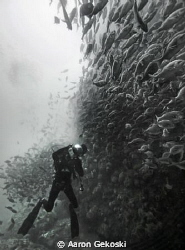 Diver in school of fish, Atlantis Reef, Cape Town. by Aaron Gekoski 